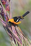 Hooded Oriole